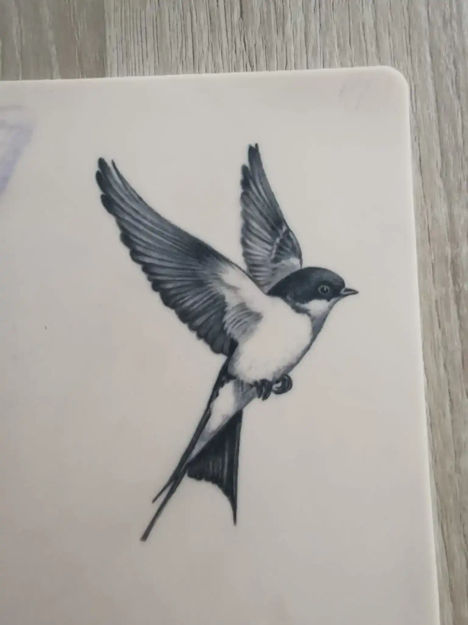 Tattoo Training - Franziska's Vogel Fineline Microrealismus im Tattoo Kurs